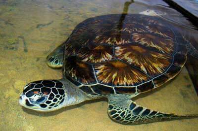 Sea Trutle Hatchery | walklankatours.com