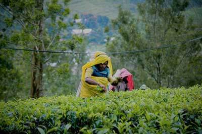 ITea Plantation | walklankatours.com