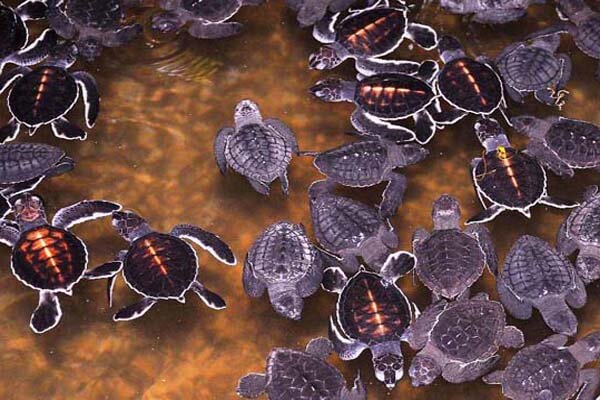 Trutle Hatchery | walklankatours.com