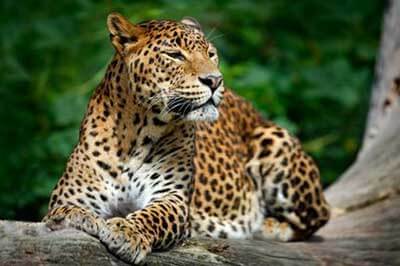 Yala National Park Animals | walklankatours.com