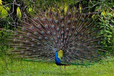 Yala National Park  Safari| walklankatours.com