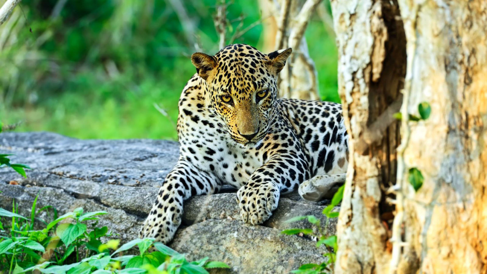 Walk Lanka Tours Wild Life | walklankatours.com
